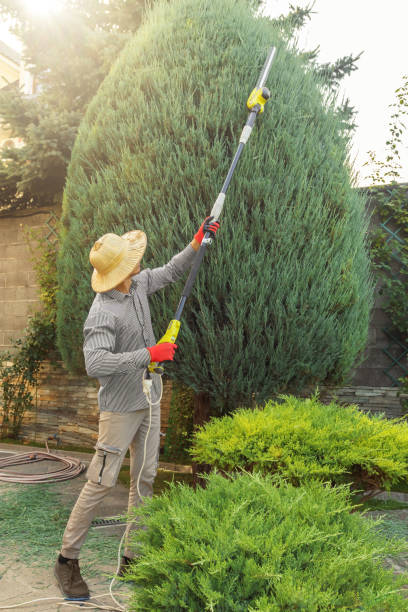 Best Hedge Trimming  in Park City, MT